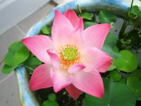 Thailand | , a Lotus flower
