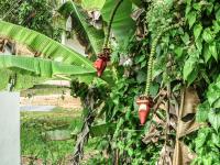 Thailand | , blooming banana trees