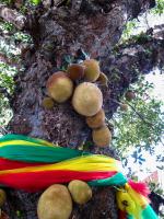 Thailand | , a jackfruit tree