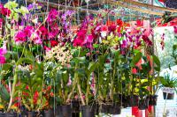 Thailand | , flower market