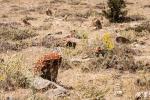 Turkey_2015 | , ancient tombstones in Bulmuş (province Erzincan)