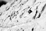 Turkey_2015 | , a little guy we met at Mt Nemrut