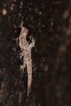 Turkey_2015 | , Pirin, an ancient town entirely carved into stone, is crawling with little geckos.