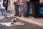 Turkey_2015 | , A cat eyeing a fish dealer in Ayvalık