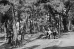 Turkey_2015 | , a man leading two horses up a hill on Büyükada